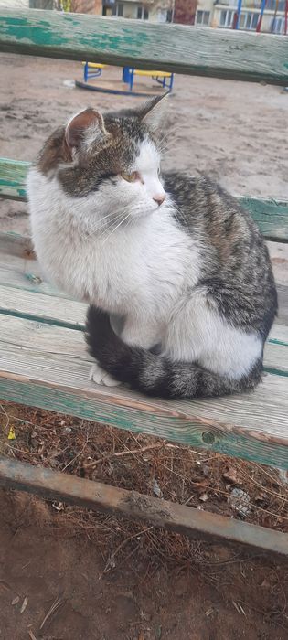 Кошка 1 год. Стерилизована.