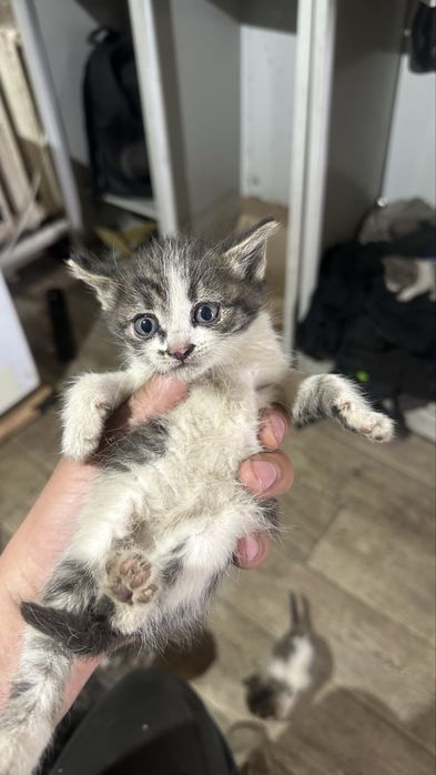 Котята бесплатно 2 месяца раздаю