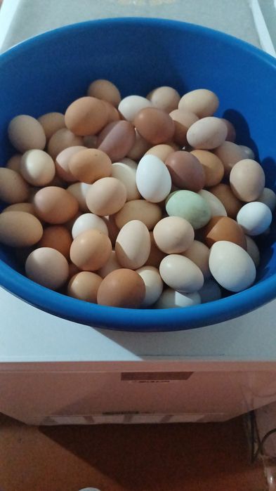 Продам! Домашнее яйцо