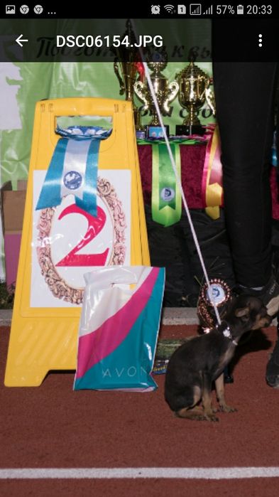 Вязка той-терьера