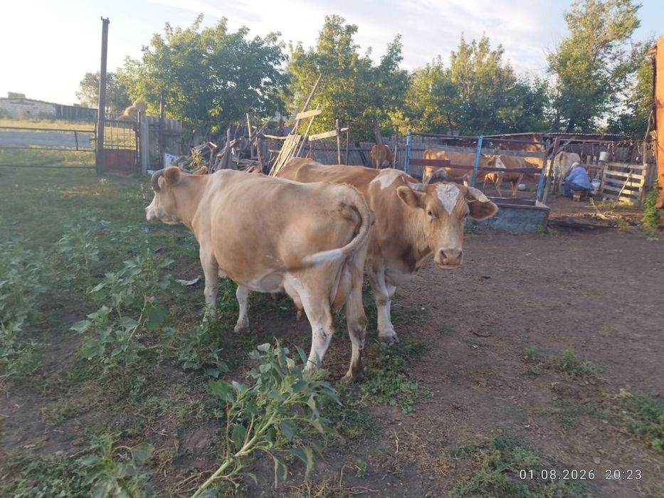 Продам дойных коров