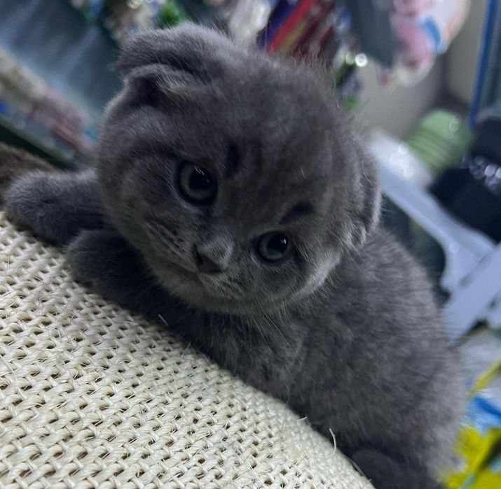 Фолд, страйт малчик и девочка