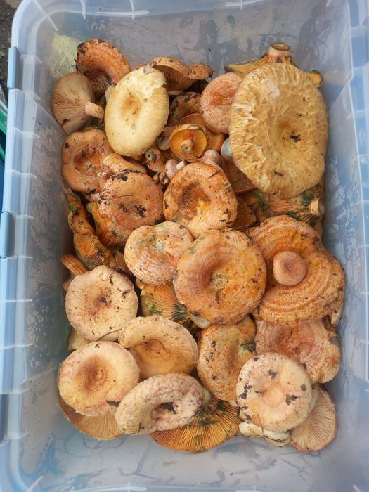 Грибы лесные свежие