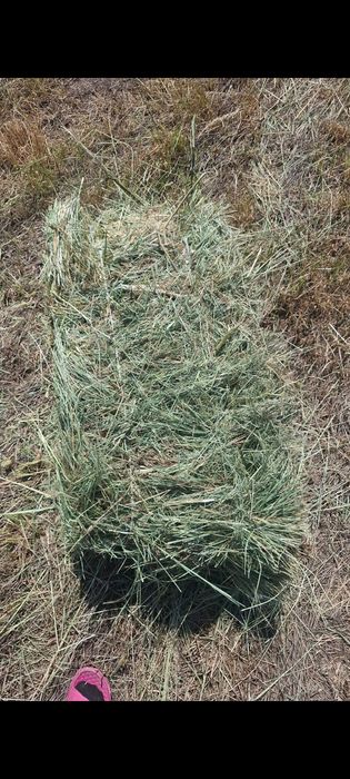 Продам сена шөп сатылады пресс