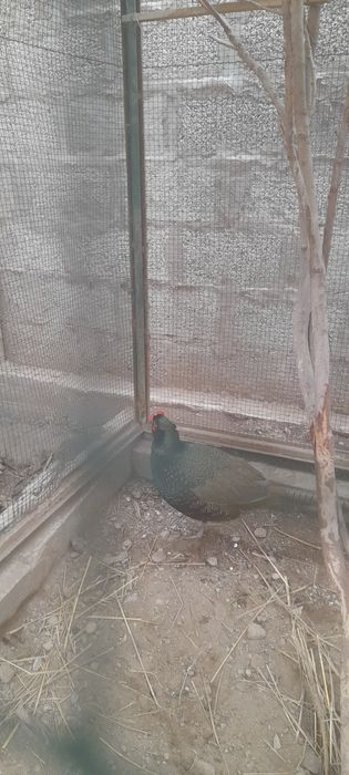 Фазаны самец и самка