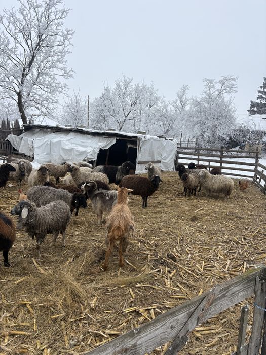 Oi foarte bune de lapte