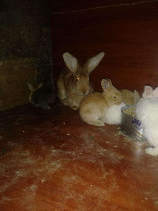 Кралята месячные прадам