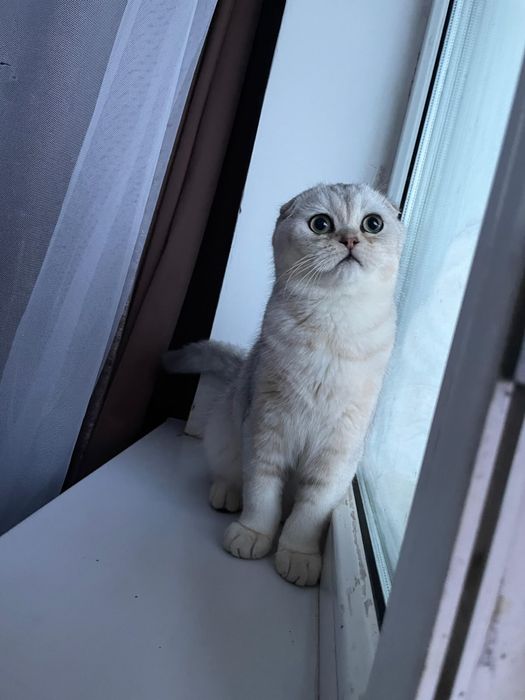 шиншилла, золотая