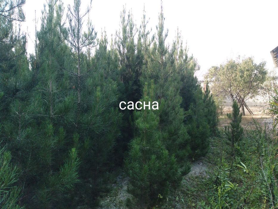 Павлония туя Сасна каталпа ясин