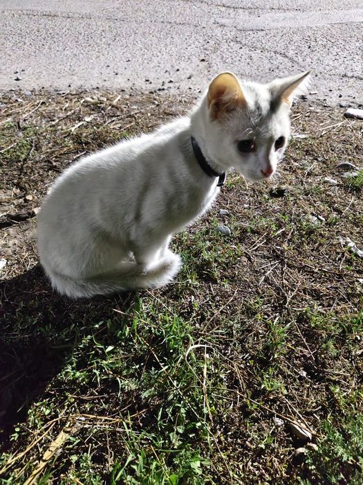 Отдам котенка срочно