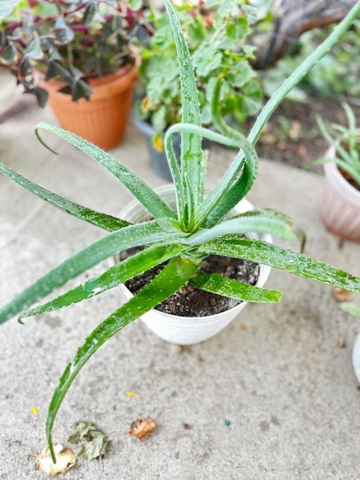 Цветы разнообразные