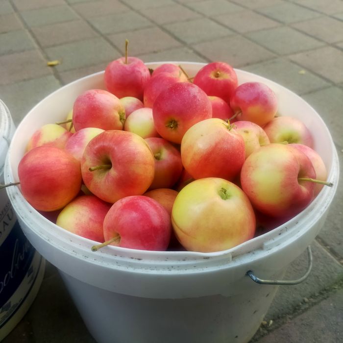 Продам яблоки сочные