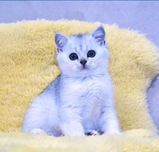 британцы серебристая шиншилла