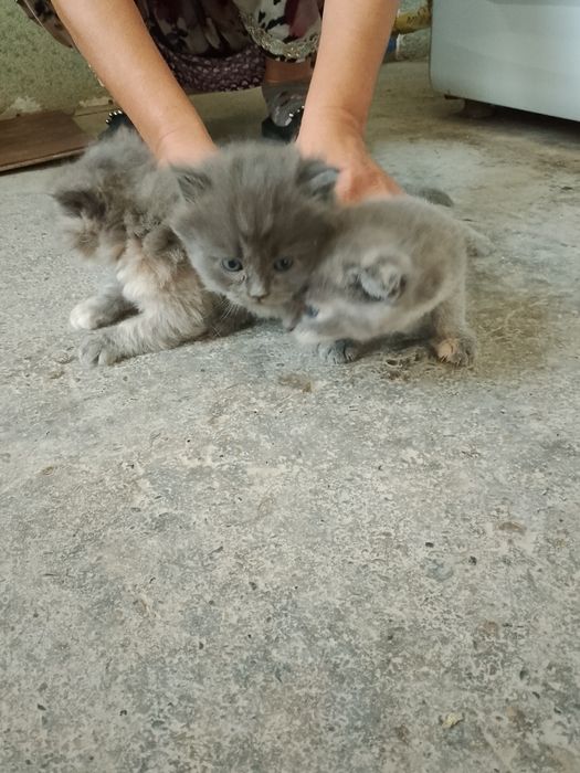 Продается кошки 4шт все цвета серый