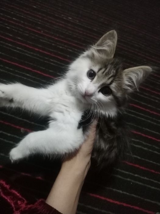 Qiz bola sibir paroda