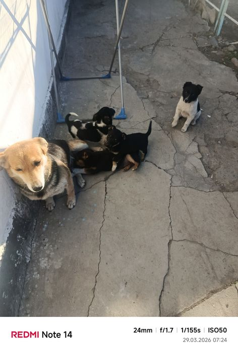 Отдам в хорошие руки