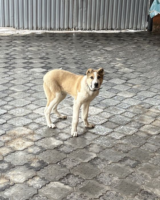 Продаем наш Алабай