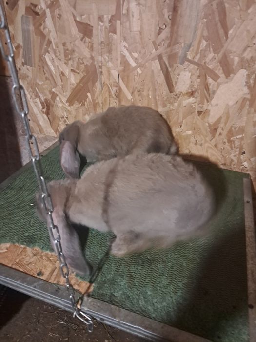 Vind iepuri rex si berbec german tatuați si cu certificat