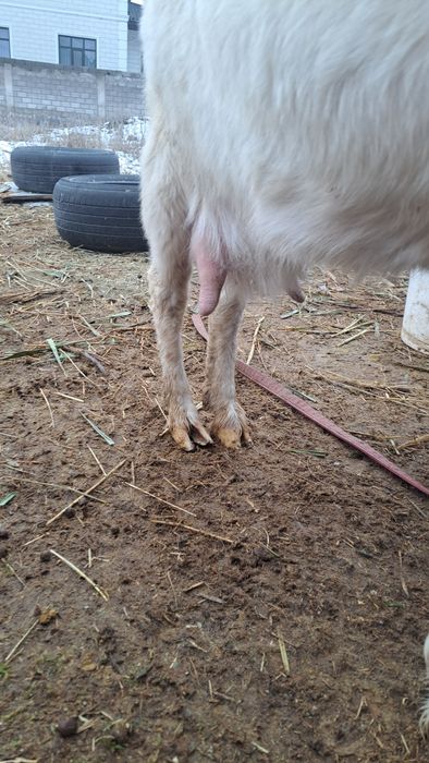 Продам козы молоко