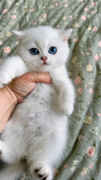 Британский шиншила поинт окрас