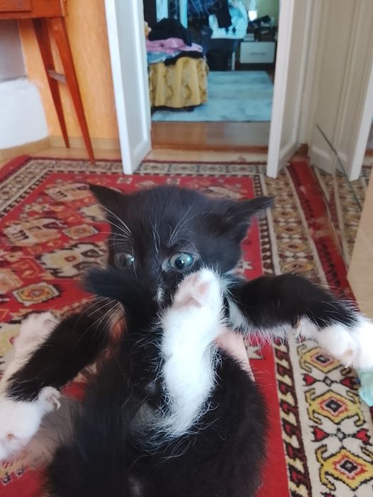 Котята черные белые