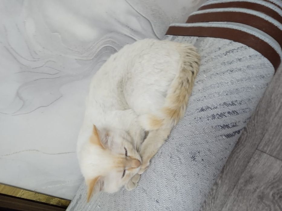 Отдам котенка мальчика бесплатно