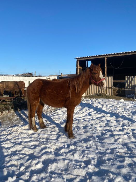 Дөнен сатылады Доскей