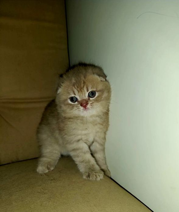 Мальчик скотиш-фолд, бежевого окраса. Очень ласковый и домашний.