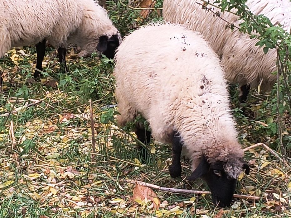 Oi și berbec de vânzare