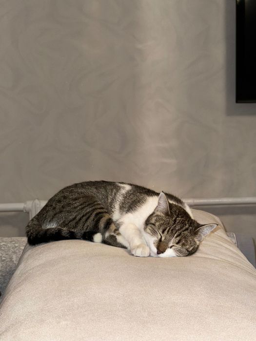 Отдам кошку, 1 год