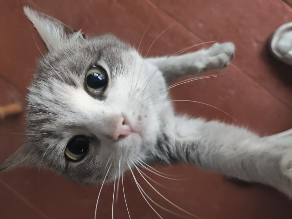 Отдаю кошек, котов