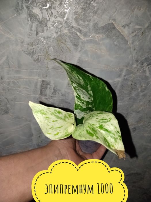 Цветы  комнатные