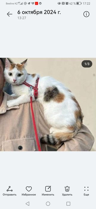 Кошка потерялась