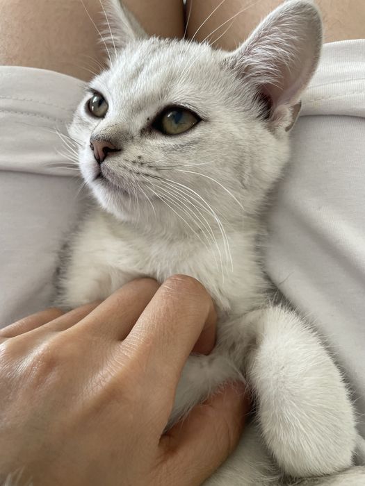 Serebristiy shinshilla bolalari