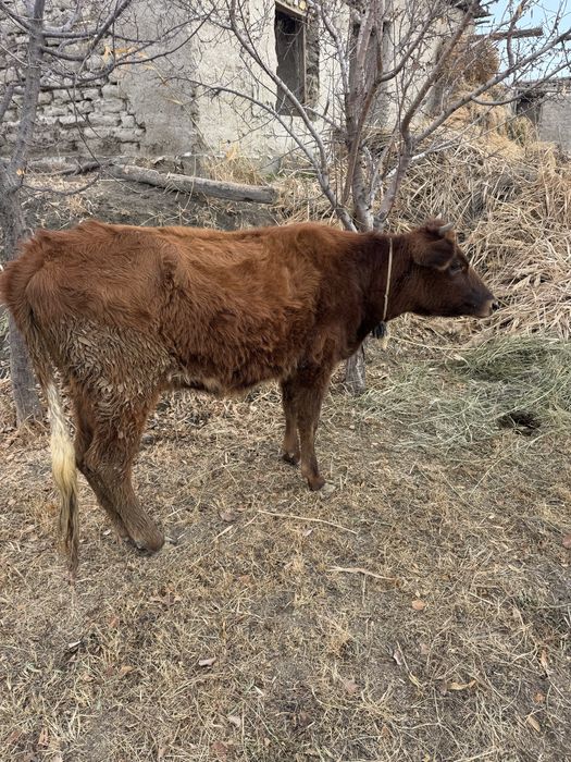 Соғлом ғуножин йеб ичиши сўр уйни моли