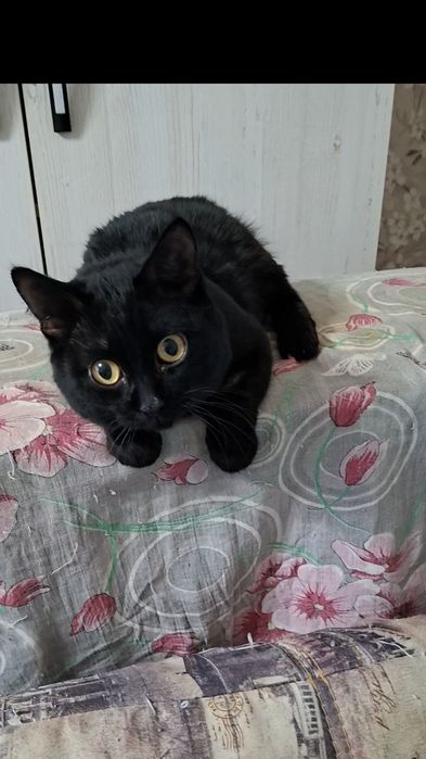 Милый добрый котик Басик в добрые руки!