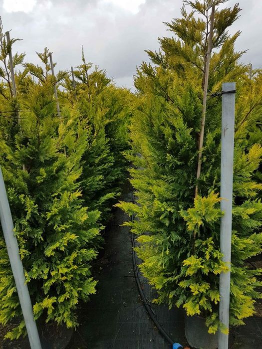 Gard viu lemn cainesc