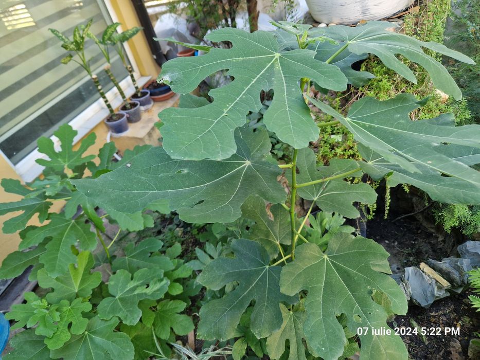 Dieffenbachia,Yucca,Palmier curmal,Tuia,Smochin