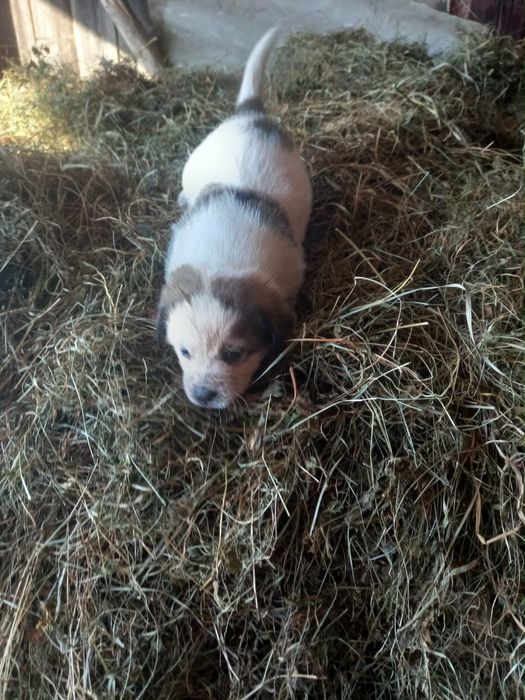 Donez caței foarte frumosi