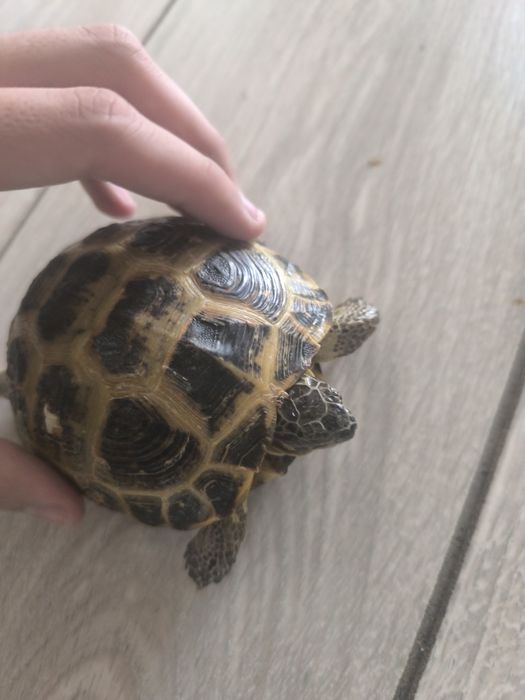 Черепашка продается