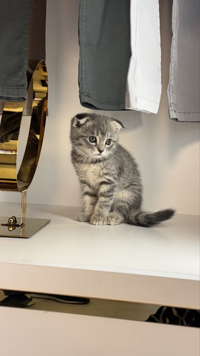 Mushuk Zoddor shinshilla mushuklar toza qon