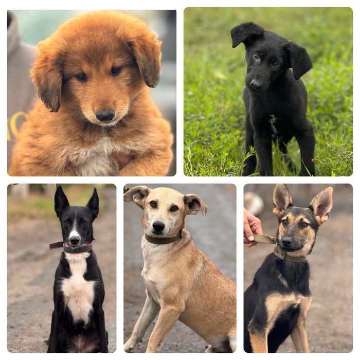 Собаки в хорошие руки