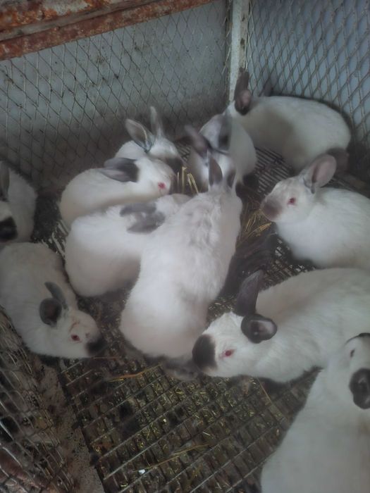 Заици Калифорниици