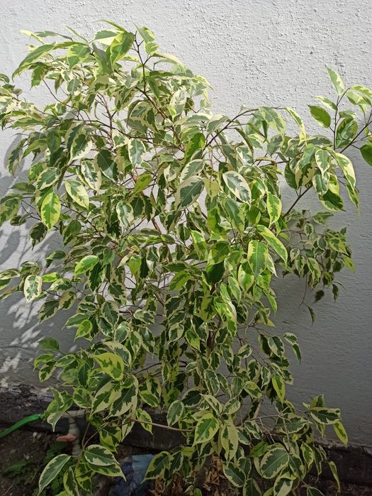 Продам большие фикусы