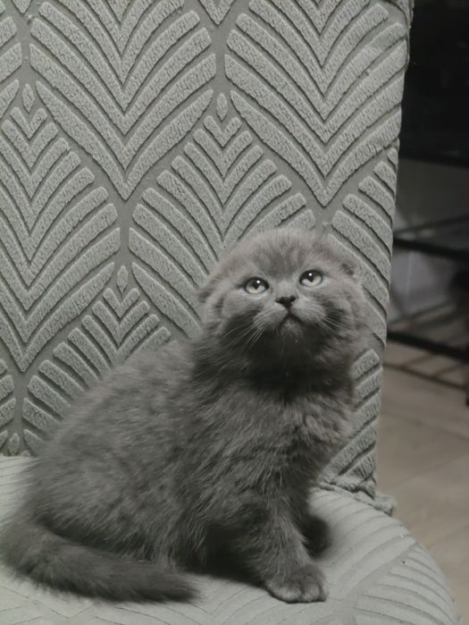 Шотландские котята Алматы