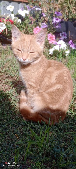 Отдам котенка в добрые руки