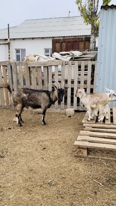 Ешкі альпи занен