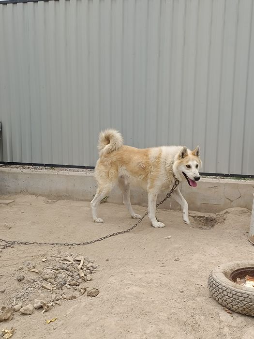 Продам щенят лайки