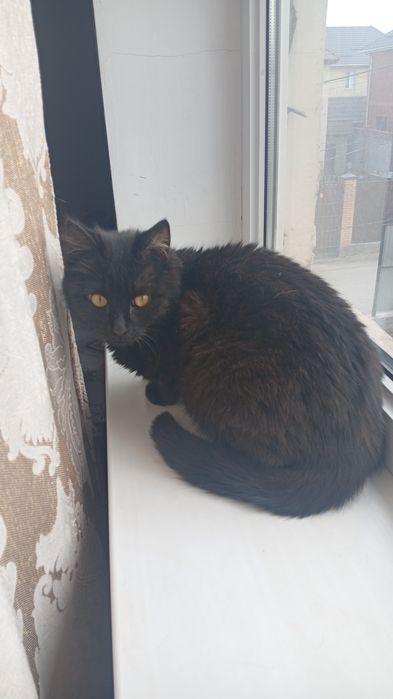 Отдам бесплатно кот