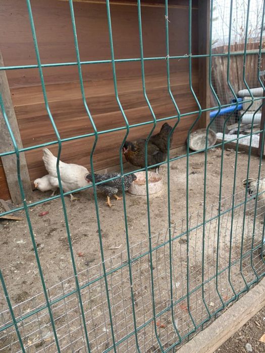 Продам домашние куры